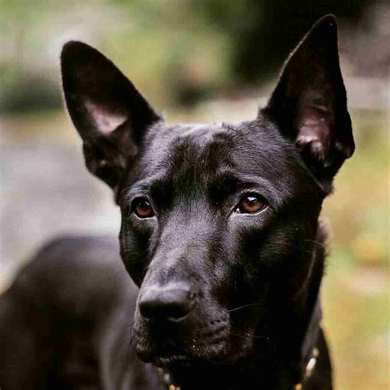 Xoloitzcuintli Dog With Beautiful Dark Coat, Photo By John Doe Xoloitzcuintli (Comprehensive Owner S Guide 236)