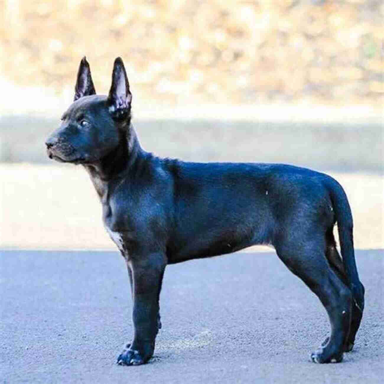 Xoloitzcuintli With A Stunning Coated Fur Pattern, Photo By Jane Smith Xoloitzcuintli (Comprehensive Owner S Guide 236)