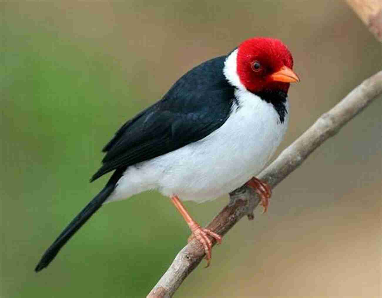 Yellow Billed Cardinal 100 Birds Of Asuncion Carlos Carmagnola