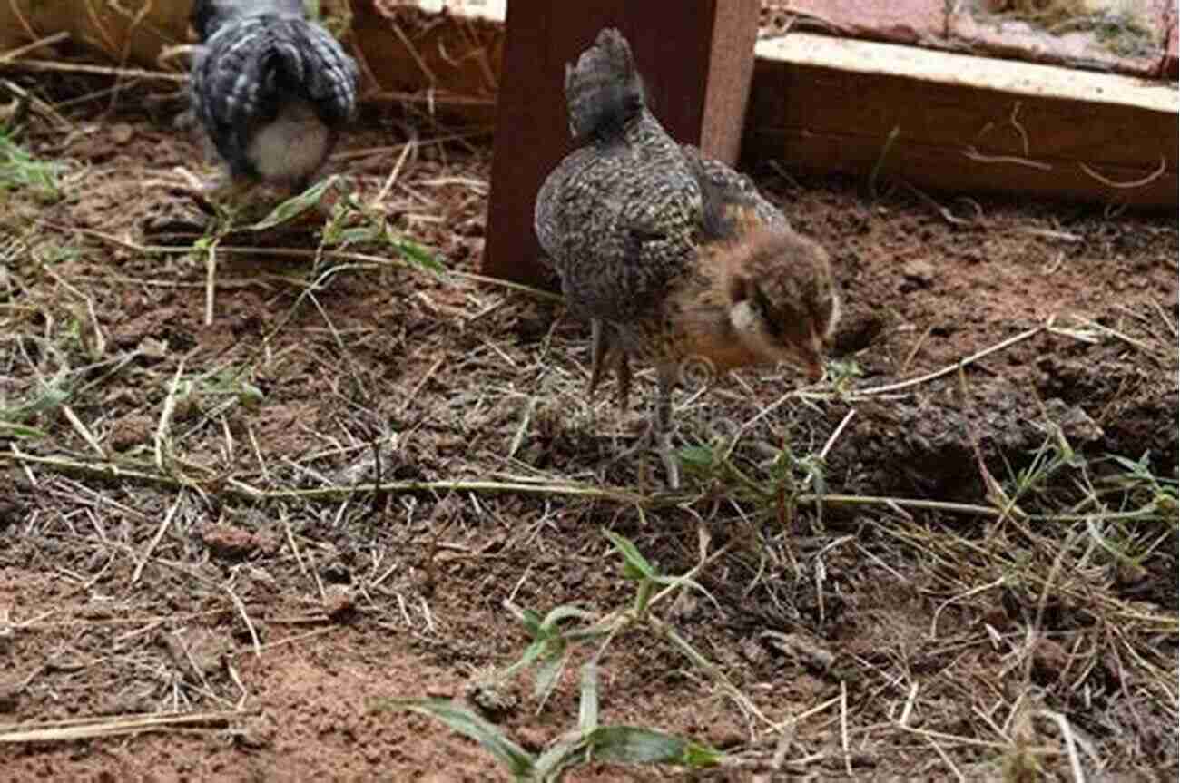 Adorable Baby Chicks Exploring Their New Surroundings BEGINNER S GUIDE TO RAISING BABY CHICKS: Steps On How To Start Raising Chickens