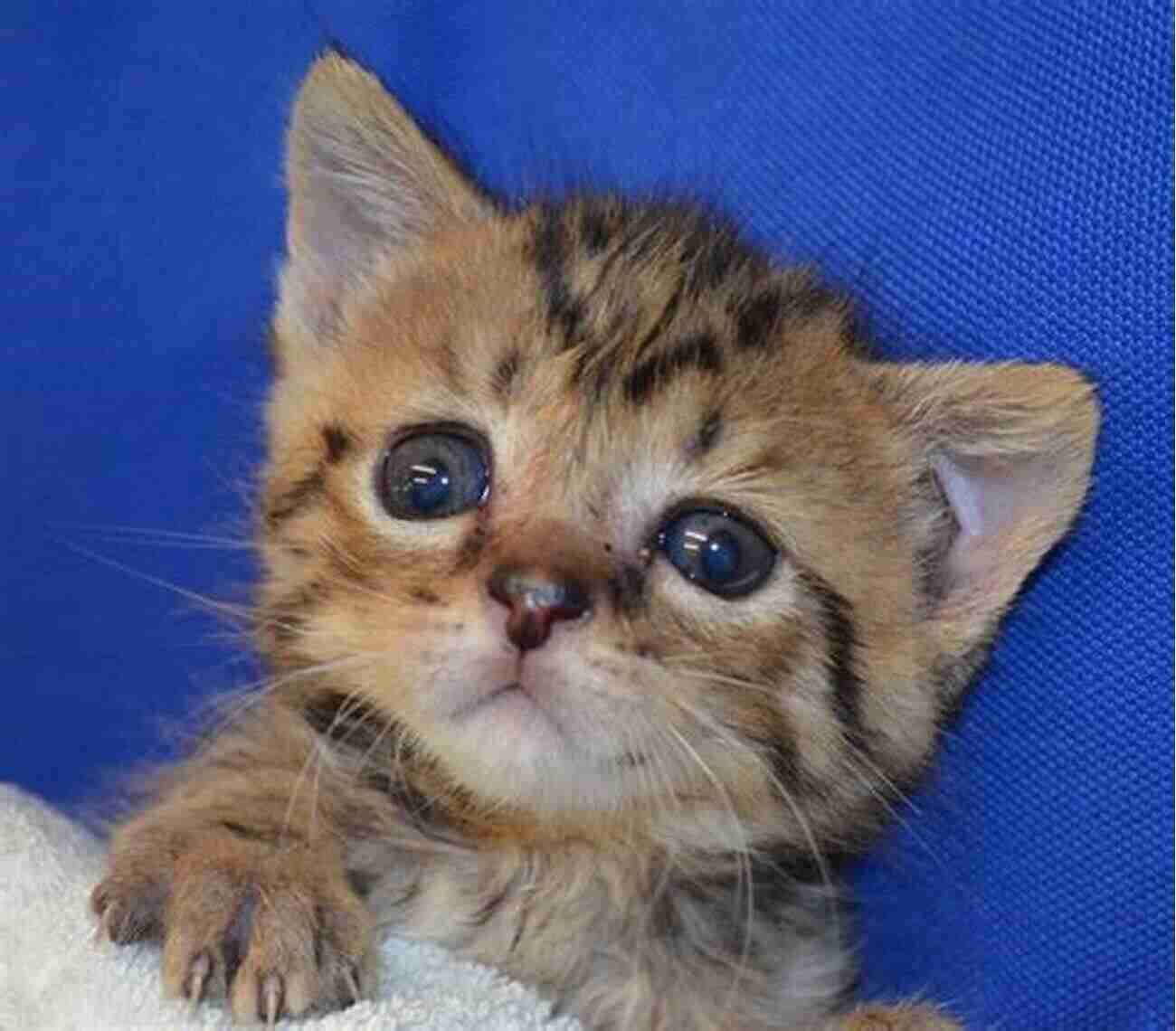 Adorable Orphan Kitten With Big Eyes Bottlekatz A Complete Care Guide For Orphan Kittens