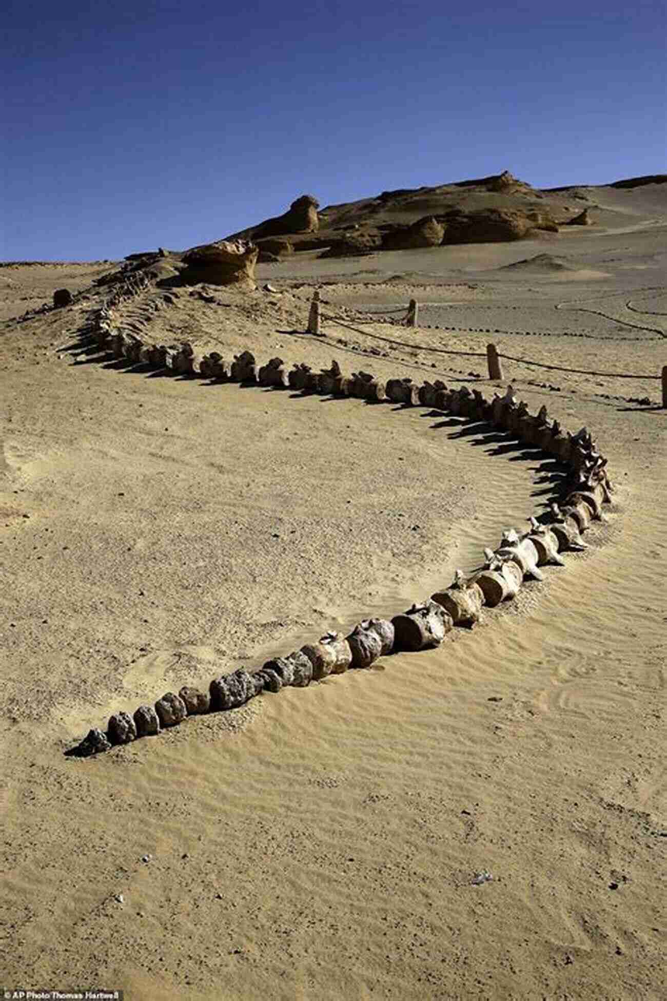 Conservation Team In Action Protecting Fossil Sites In Egypt The Lost Dinosaurs Of Egypt