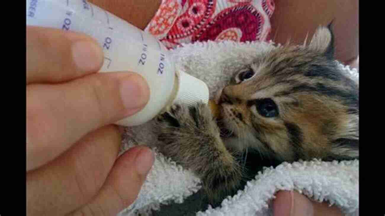 Cute Orphan Kitten Being Bottle Fed Bottlekatz A Complete Care Guide For Orphan Kittens