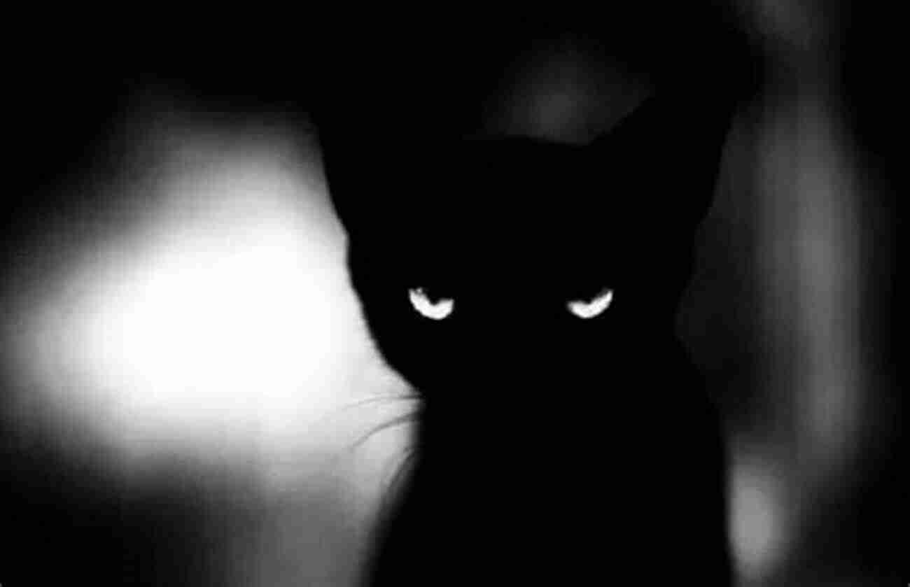 Ominous Black Cat Silhouette Horror Animal 2: The Omen (Animal Series)