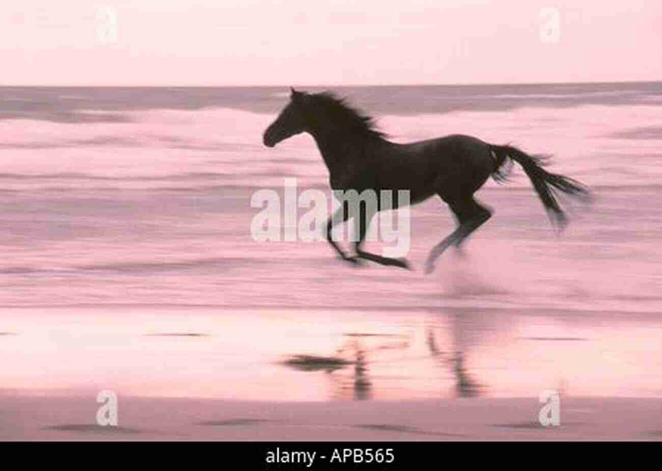 Sleek Black Horse Galloping On The Beach Under Moonlit Sky On The Buckle: Dream Horse Mystery #1