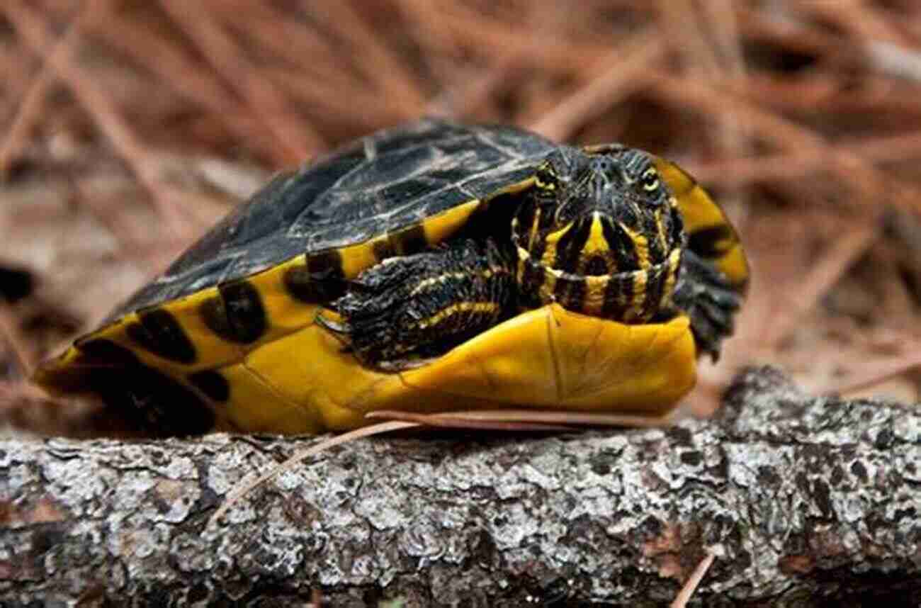 Yellow Bellied Slider Breeding Guide Yellow Bellied Slider : The Ultimate Guide On All You Need To Know About Yellow Bellied Slider Breeding Feeding Housing Care Habitat Temperament Tank Diet Health Lifespan Diseases