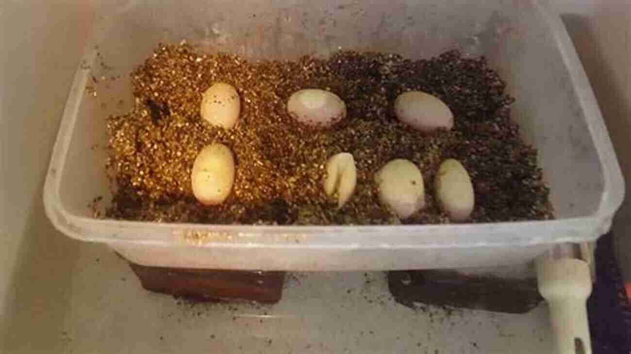 Yellow Bellied Slider Eggs Yellow Bellied Slider : The Ultimate Guide On All You Need To Know About Yellow Bellied Slider Breeding Feeding Housing Care Habitat Temperament Tank Diet Health Lifespan Diseases