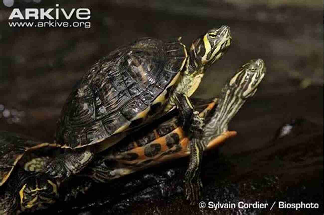 Yellow Bellied Slider Pair Yellow Bellied Slider : The Ultimate Guide On All You Need To Know About Yellow Bellied Slider Breeding Feeding Housing Care Habitat Temperament Tank Diet Health Lifespan Diseases