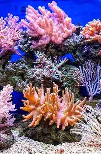 The Biology Of Reefs And Reef Organisms