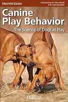 Canine Play Behavior The Science Of Dogs At Play